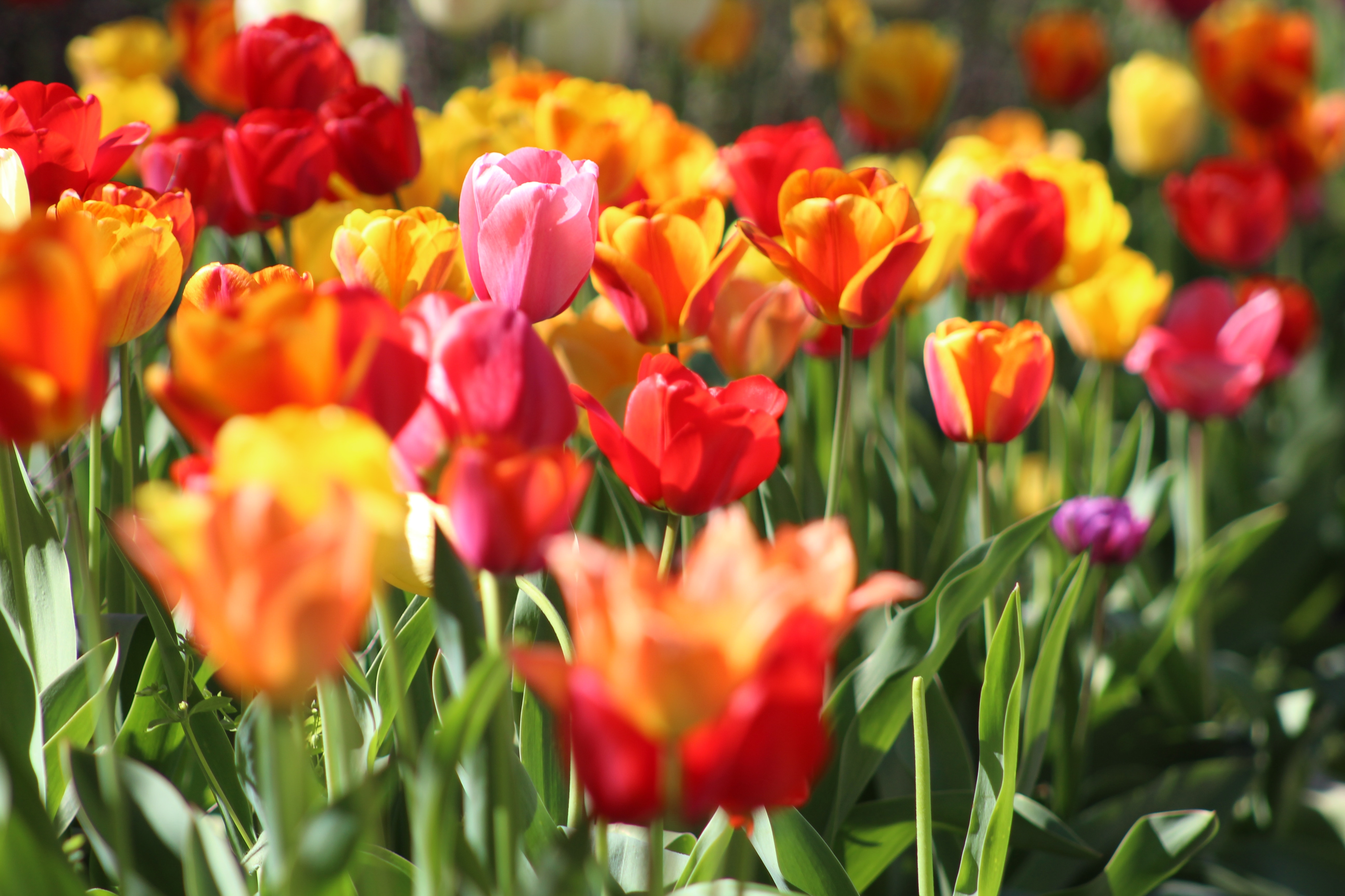 Comienza la Primavera con estos 10 Sorteos - Thinkeando